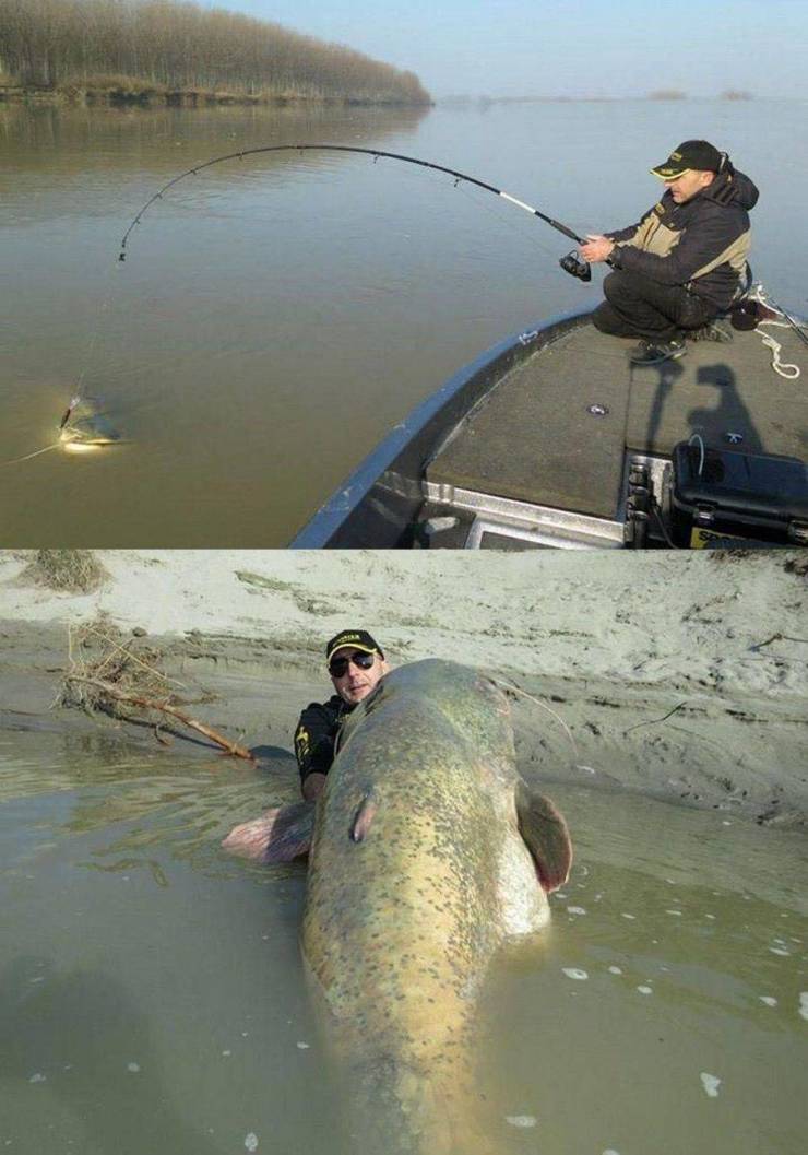 biggest catfish