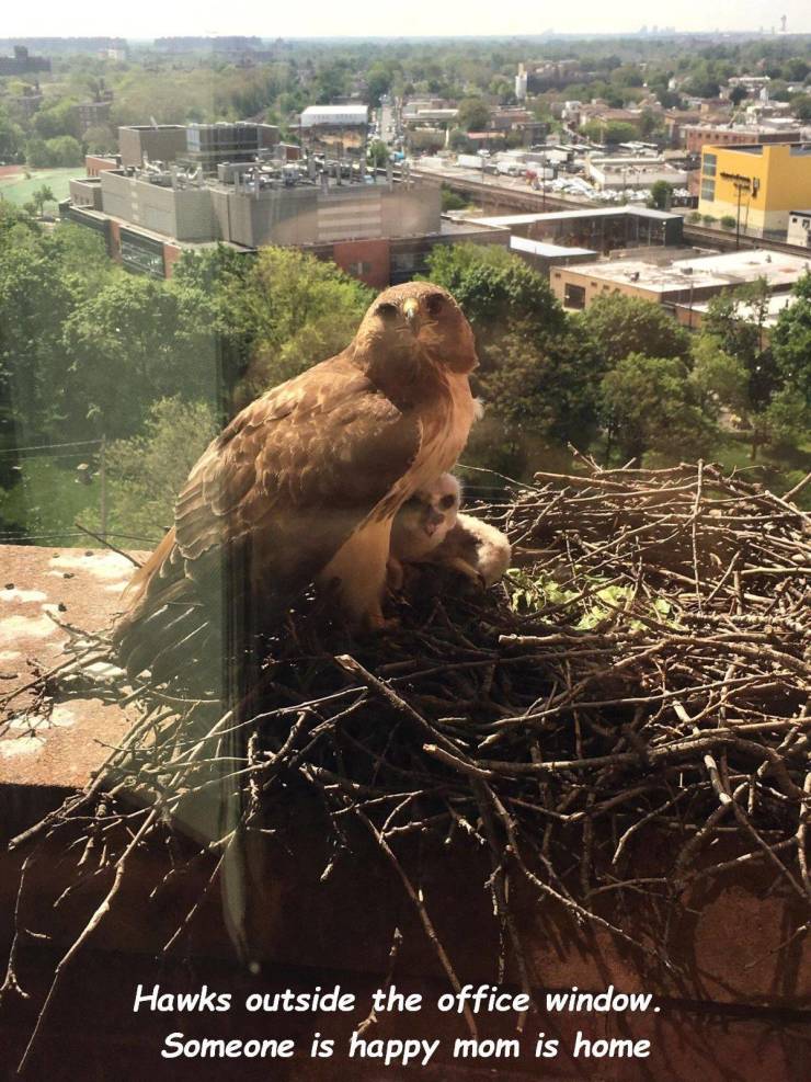 tree - Hawks outside the office window. Someone is happy mom is home