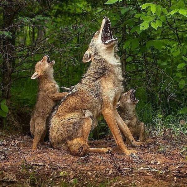 coyote family