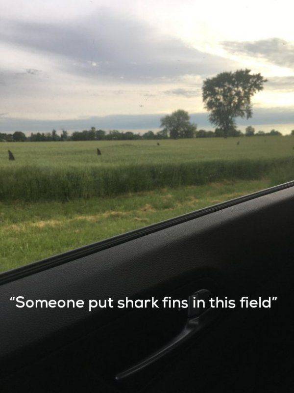 random pics - sky - "Someone put shark fins in this field"