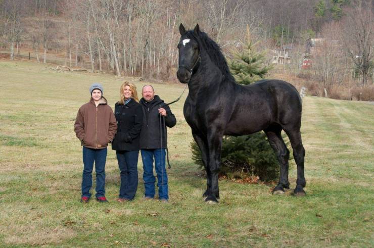 gigantism in animals