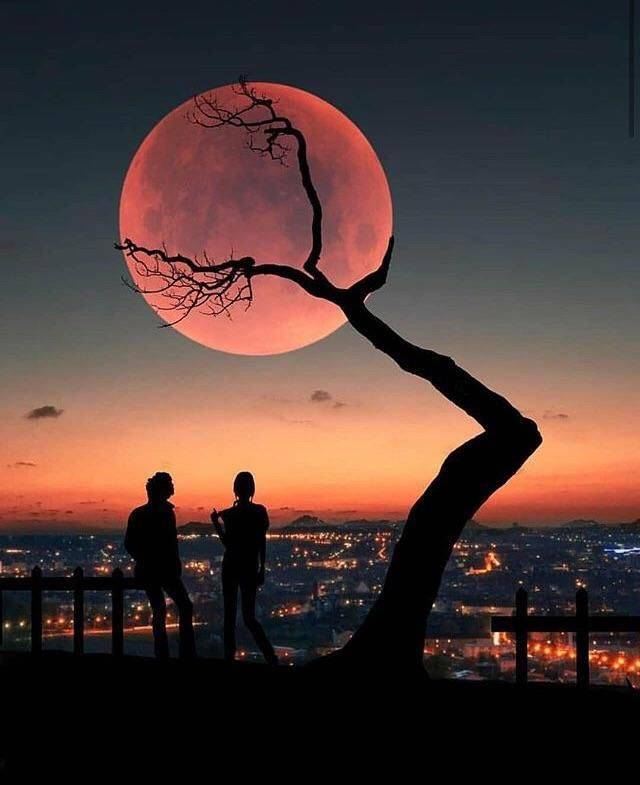 tree grabbing moon