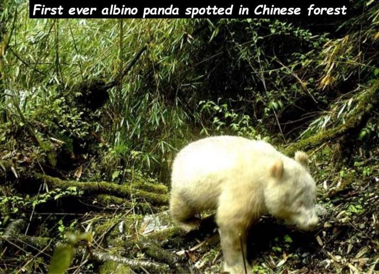 random pics - nature reserve - First ever albino panda spotted in Chinese forest