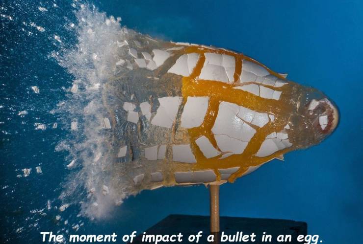 random pics - exact moment - The moment of impact of a bullet in an egg.