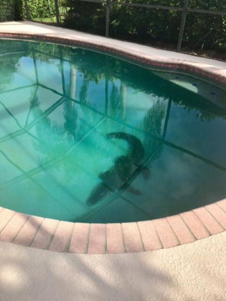 random pics - alligator in a swimming pool