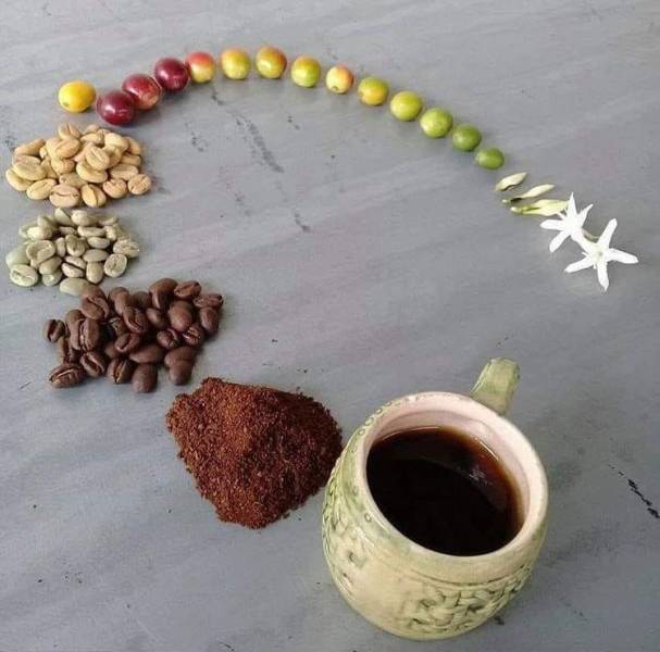 coffee bean cycle