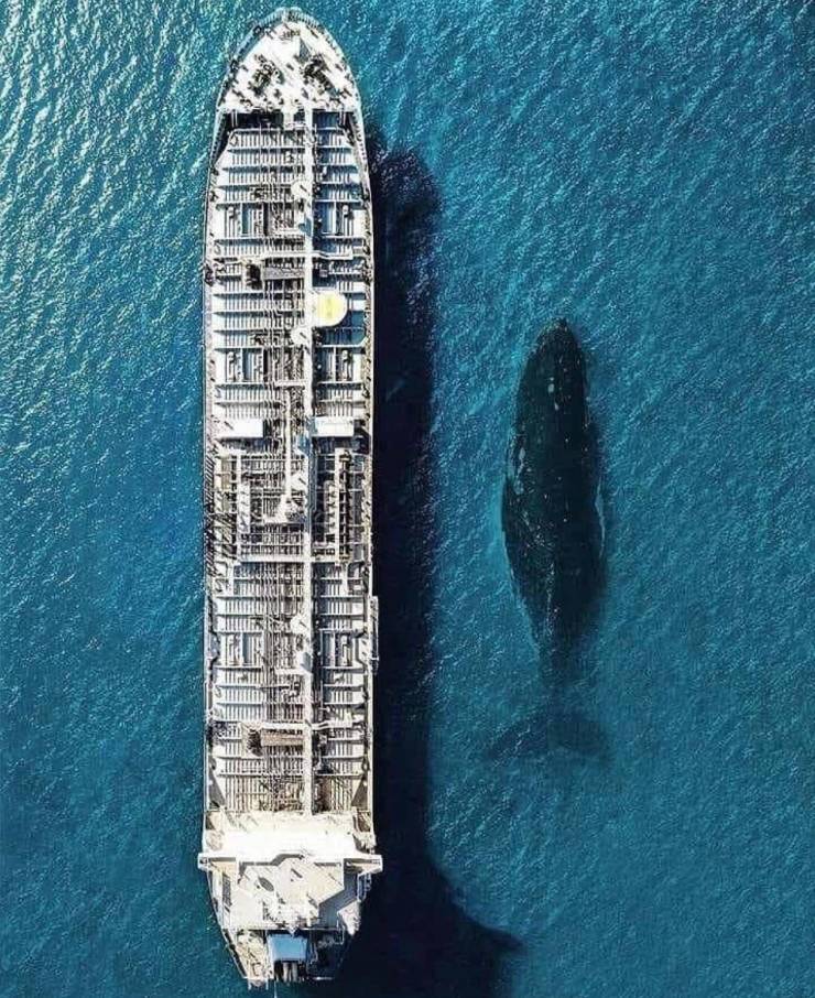 blue whale compared to boat