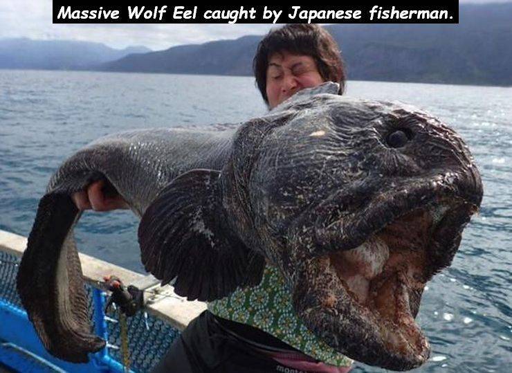 japanese wolf fish - Massive Wolf Eel caught by Japanese fisherman.