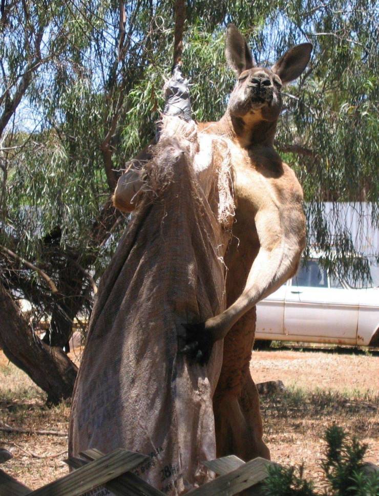 7ft kangaroo
