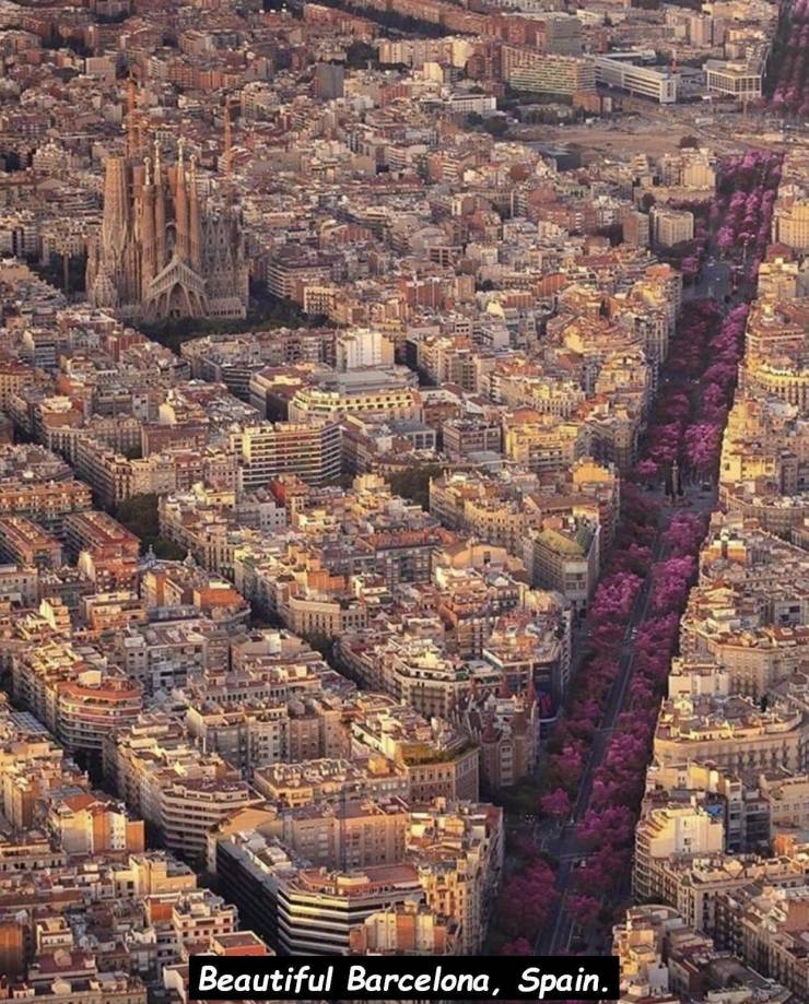 blossoms in barcelona - Beautiful Barcelona, Spain.