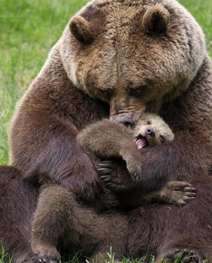 mama bear and her cubs