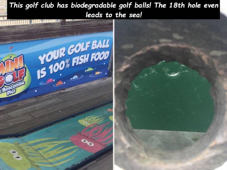 cool meme - fish food golf balls - This golf club has biodegradable golf balls! The 18th hole even leads to the sea! Your Colf Ball Is 100% Fish Food Olp Boscombe Pier