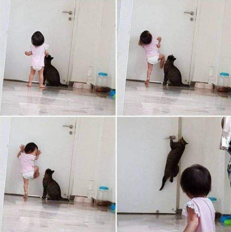 cool meme - cat opens a door