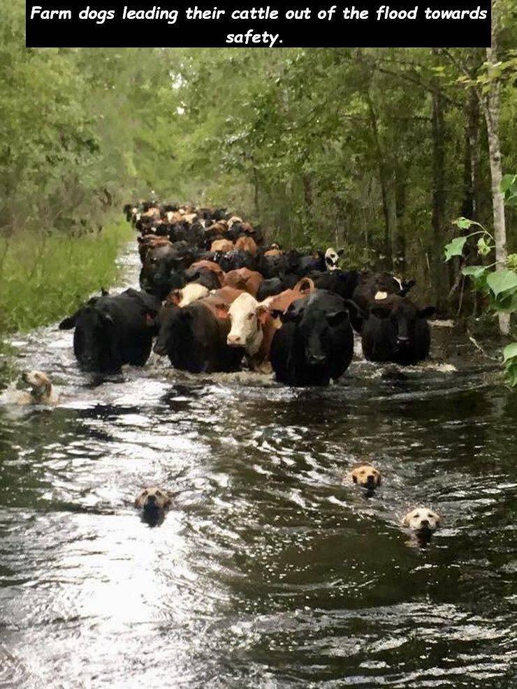 cool meme - farm dogs leading cattle out of flood - Farm dogs leading their cattle out of the flood towards safety.