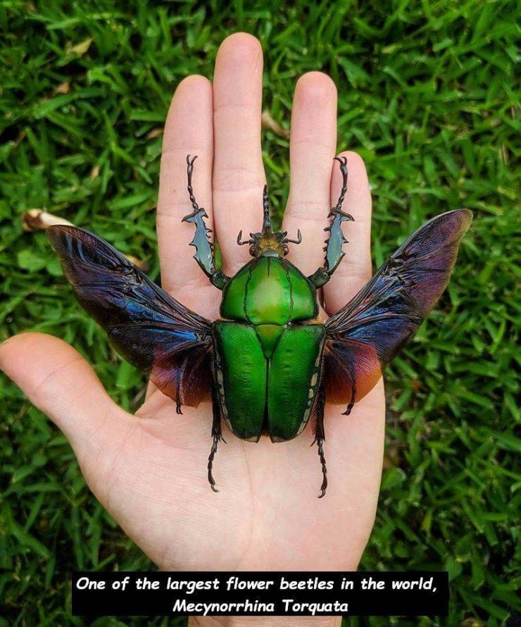scarabs - One of the largest flower beetles in the world, Mecynorrhina Torquata