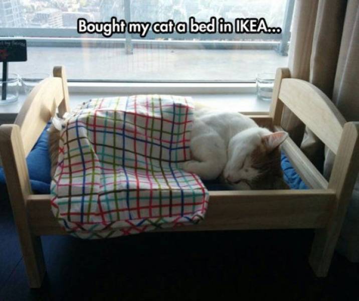 cats on ikea doll beds - Bought my cat a bed in Ikea...