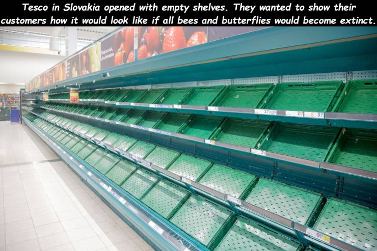 sport venue - Tesco in Slovakia opened with empty shelves. They wanted to show their customers how it would look if all bees and butterflies would become extinct.