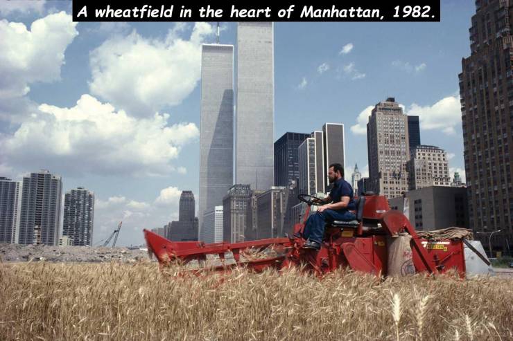agnes denes wheat field - A wheatfield in the heart of Manhattan, 1982.