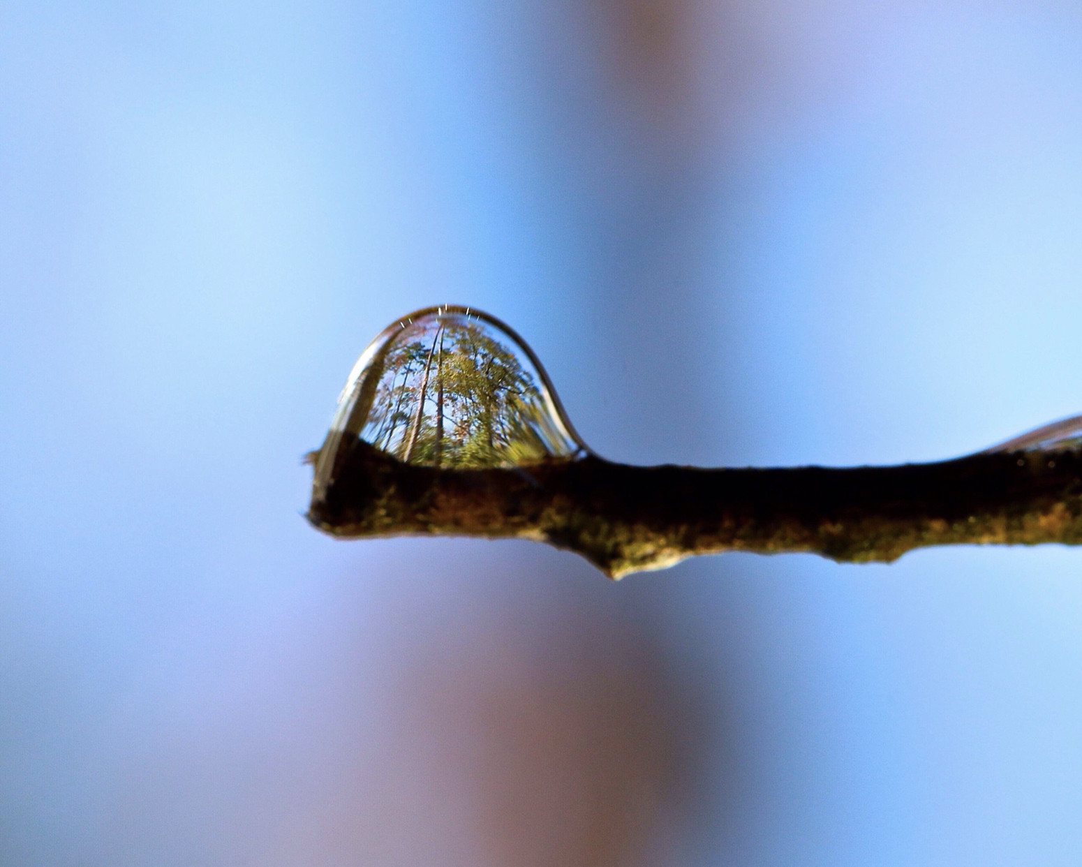 forest refracted in a drop of water