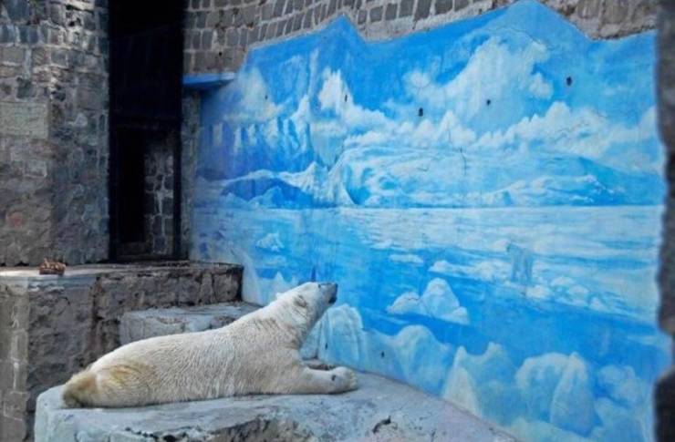 polar bear captivity