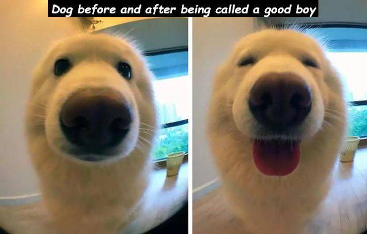 cute dog - Dog before and after being called a good boy