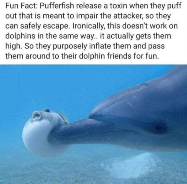 water - Fun Fact Pufferfish release a toxin when they puff out that is meant to impair the attacker, so they can safely escape. Ironically, this doesn't work on dolphins in the same way.. it actually gets them high. So they purposely inflate them and pass