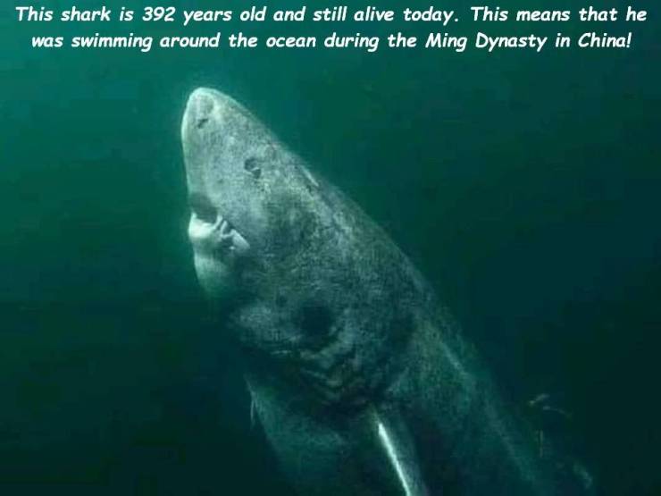 old greenland shark - This shark is 392 years old and still alive today. This means that he was swimming around the ocean during the Ming Dynasty in China!