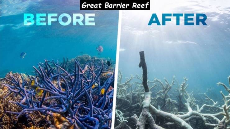 coral reef destruction - Great Barrier Reef Before After