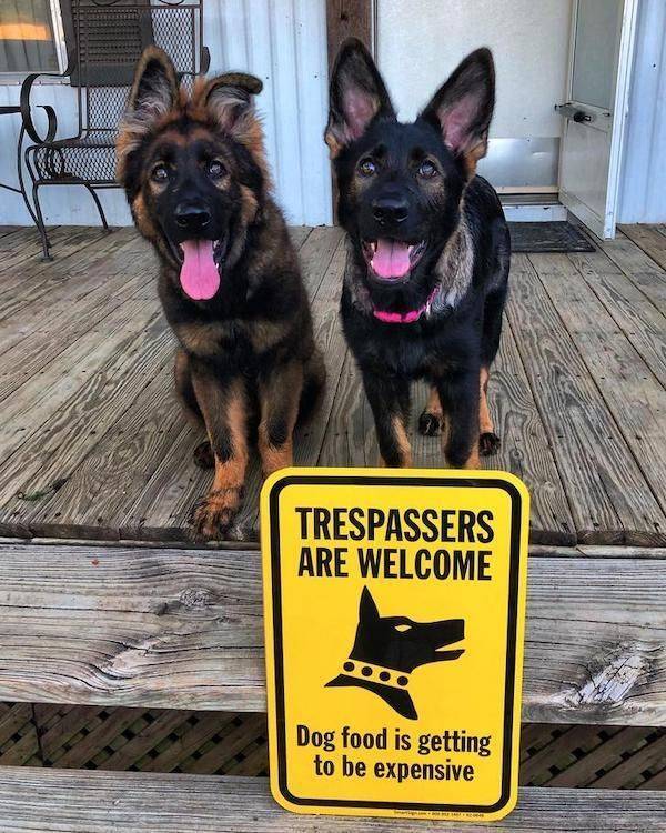 king shepherd - Trespassers Are Welcome Dog food is getting to be expensive
