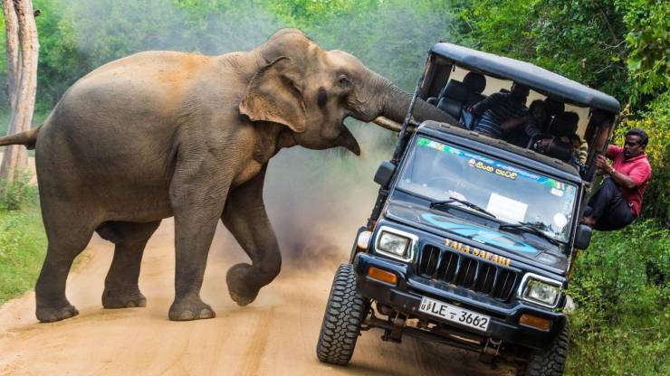 elephant attack car - File F3662