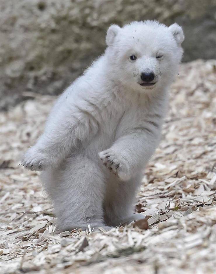 baby cute polar bear