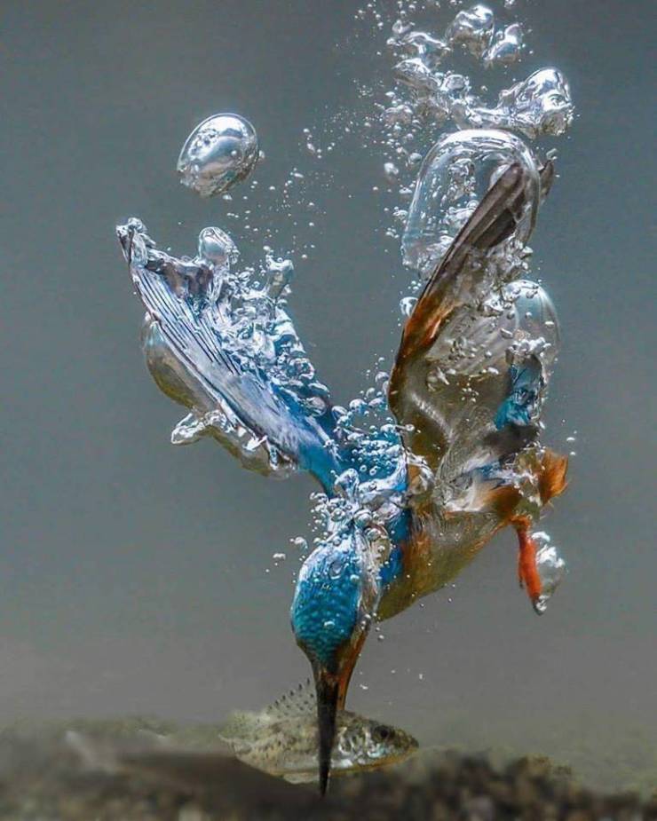 kingfisher making a dive
