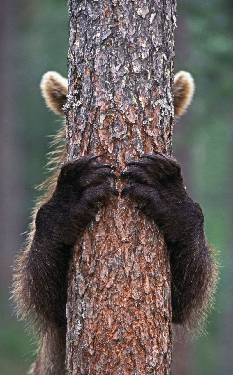 bear behind tree