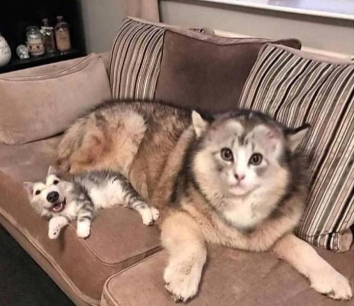 funny pics - dog and cat face swap