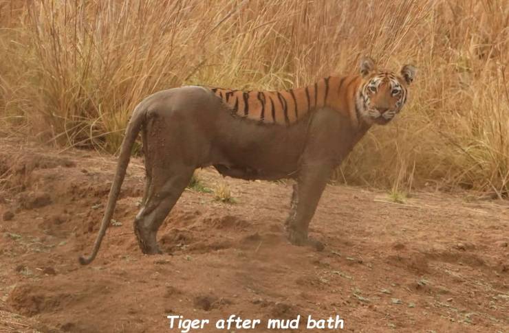 funny pics - Tiger after mud bath