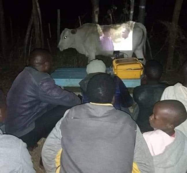 funny pics - people watching a movie projected onto a cow