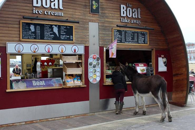 fun photo horse - vua ice cream Boat take away Boat