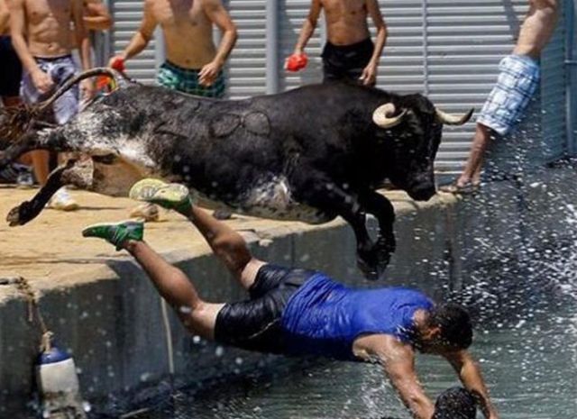 bull jumping into water