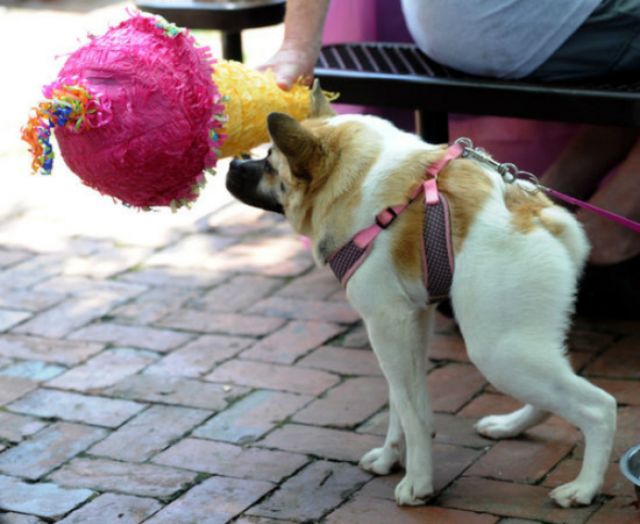 pig and corgi mix