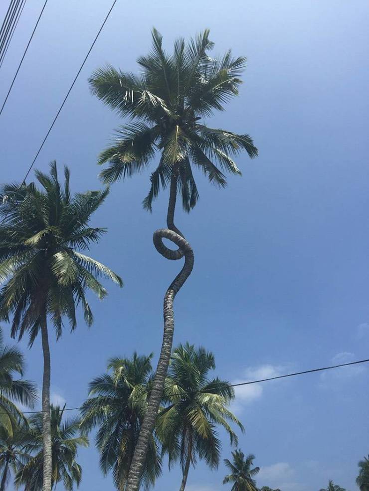 curly palm tree - We