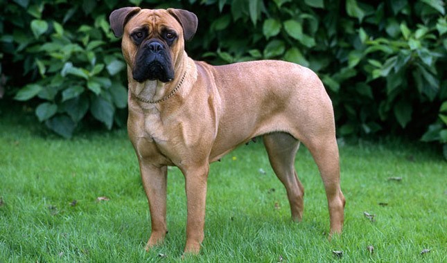17. The Bullmastiff

The Bullmastiff is a very large, very muscular dog. He can weigh up to 130 pounds and he can grow as tall as 27 inches. Unless these dogs are well trained and well behaved, they can become violent