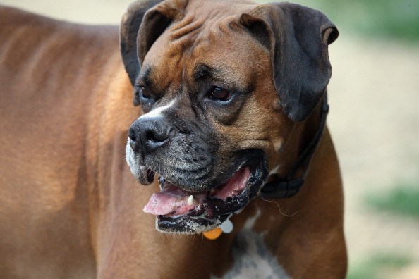 11. Boxer

The Boxer is not typically aggressive. He is typically a very playful, intelligent, and energetic dog. He is also very headstrong. The reason that these dogs are considered dangerous is that there have been 48 attacks involving his breed from 1982 through 2012