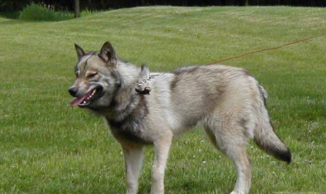 10. Wolf Hybrid

The Wolf Hybrid is actually a cross between a dog and a wolf. Because of the genetic nature of a wolf, these dogs can be very unpredictable. Some of these dogs get more traits of a dog, while other get more traits from the wolf. Some of these dogs can be very non-aggressive and docile. Unfortunately, a higher percentage of these dogs are likely to be dangerous and to attack humans and small animals.