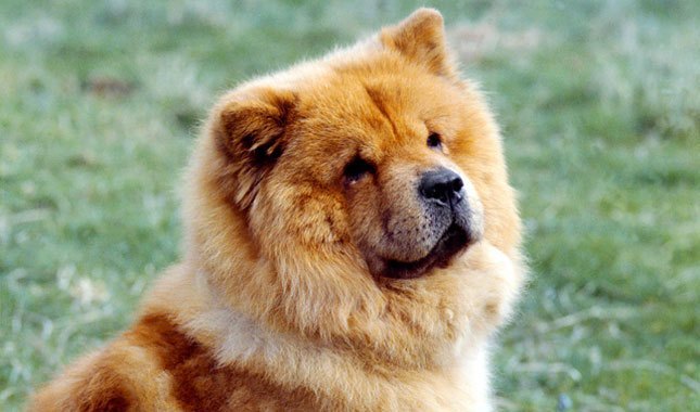 9. Chow Chow

The Chow Chow is known to be a very distant and independent breed. He originally came from China, and he can weigh up to 70 pounds. This dog has a very poor reputation and is considered to be a high risk pet. This is because between 1979 and 1998, there have been over 238 Chow Chow attacks
