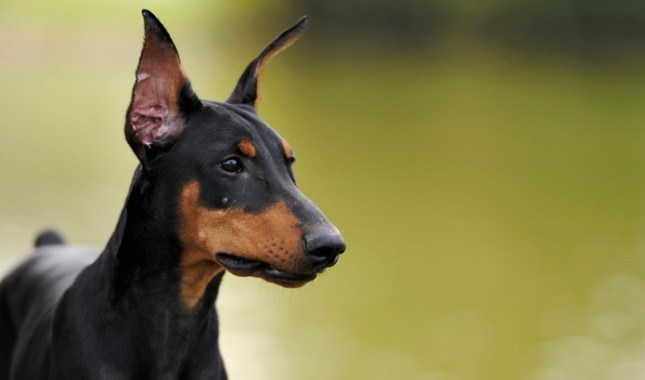 8. Doberman Pinschers

If you have seen any movies about the mob or really rich, really mean people, you have seen a Doberman Pinscher. These dogs are often the guard dogs in the movie, who are willing to attack intruders on command. In the real world, these dogs are famous for being highly intelligent, extremely loyal, and very alert. This is what makes him such a good guard dog. He can weight up to 70 pounds, and he is known to become aggressive with strangers and other dogs.