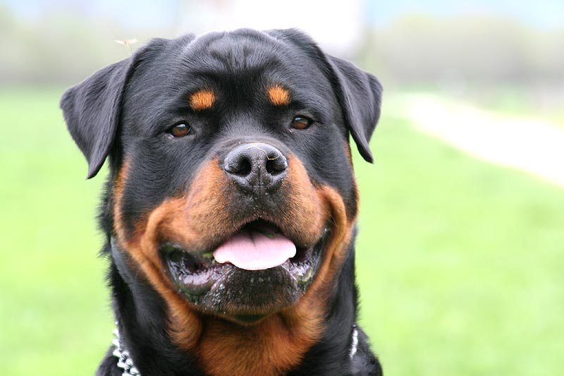 6. The Rottweiler

The Rottweiler is a very massive dog. They can weigh up to 130 pounds and most are pure muscle. This dog is considered to be very dangerous, because he has a genetic predisposition to guard and herd. Not all of these dogs are savage beasts. As with many breeds, these dogs have a bad reputation due to abuse, neglect, lack of socialization, lack of training, and being cared for by irresponsible owners. According to the Merritt Clifton Dog Bite Statistics, the Rottweiler was responsible for 535 dog attacks between 1982 and 2014.