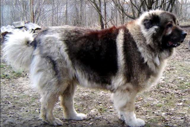 4. Caucasian Ovcharka

This dog, also known as the Caucasian Shepherd, was bred to protect livestock. They are very strong-willed, assertive, and courageous. These can be excellent qualities in a dog that has been trained properly. If not, these dogs can be extremely ferocious and impossible to manage. They have an uncontrollable urge to defend their home and the people in it. If someone who the dog does not know comes into the home, he can be threatened.

He is such a large, powerful dog, it can be difficult for an owner to stop the dog once he has begun his attack. The Caucasian Shepherd’s protective instincts have been known to save lives as well. He can weigh up to 110 pounds and he will uses this weight to save the lives of the ones that he loves. According to data released by Animals 24-7, this dog is was responsible for 24 fatalities between 2004 and 2014.