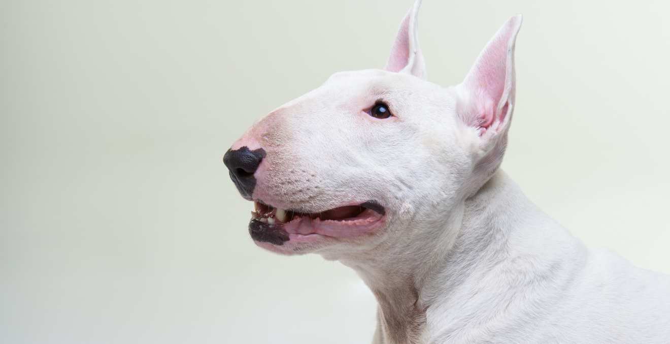 3. The Bull Terrier

The most distinctive feature of the Bull Terrier is his large, egg shaped head. He is also known for his incredibly muscular body. These dogs have gotten a bad rap in the past, due to being mistreated, abused, and trained to attack. These dogs are not technically dangerous towards humans, however, they can be dangerous to smaller dogs and animals. This is because they have a strong urge to hunt their prey.

If they cannot overcome this urge, they can become aggressive to these smaller animals and can cause serious injury when they attack. This breed can weight up to 65 pounds and he is quick and tough