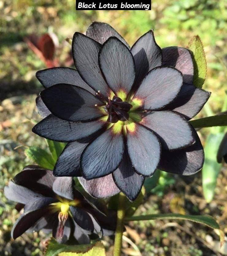 black lotus blooming - Black Lotus blooming