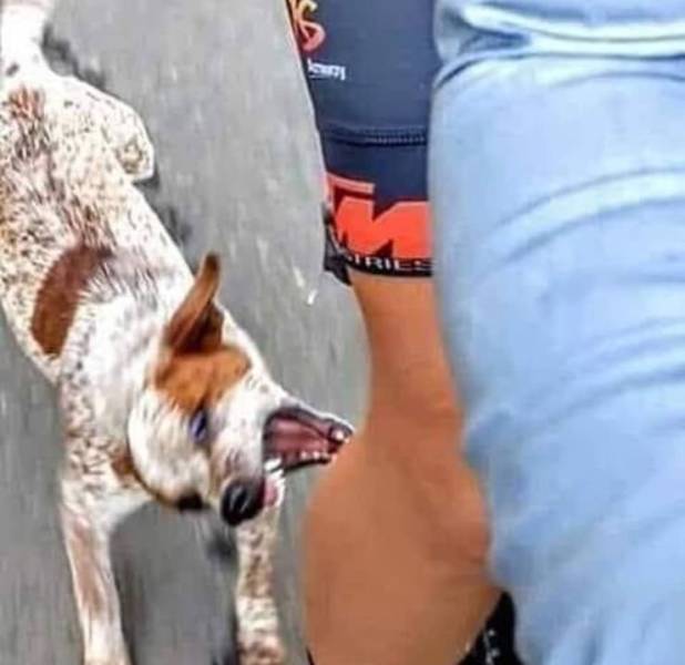 dog biting cyclist